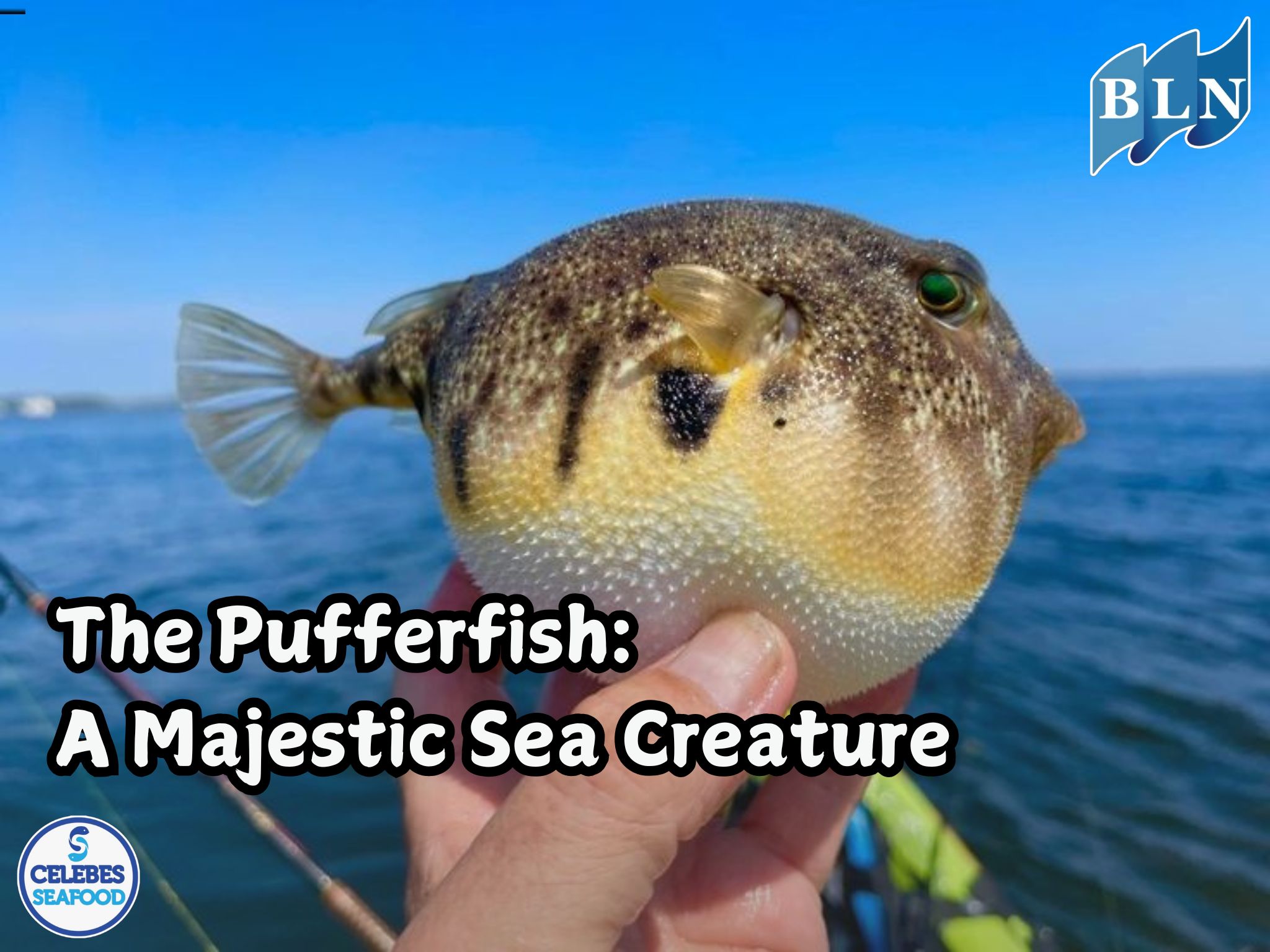 The Pufferfish: A Majestic Sea Creature